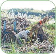 “甜岛”的甜蜜事业（第一现场）